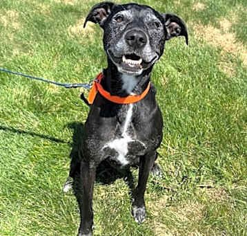 Photo of Ruby Mae aka Dasher