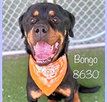 Photo of Bongo