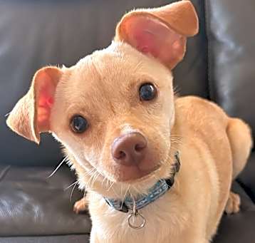 Photo of Loki