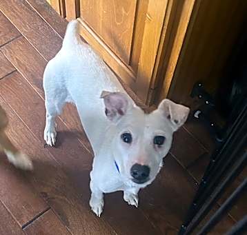 Photo of Bella