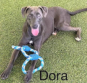 Photo of Dora