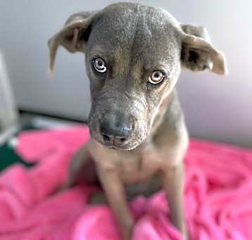 Photo of Chrome