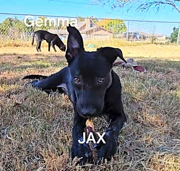 Photo of Jax