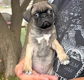 Photo of Tyke