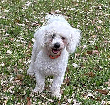 Photo of Rocky