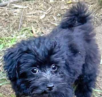 Photo of MAX THE MALTIPOO