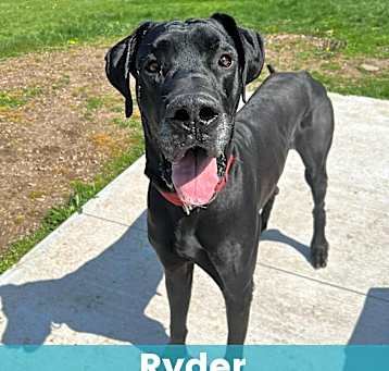 Photo of Ryder