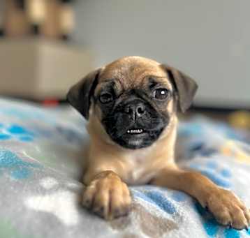 Photo of Pugsley