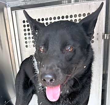 Photo of duke