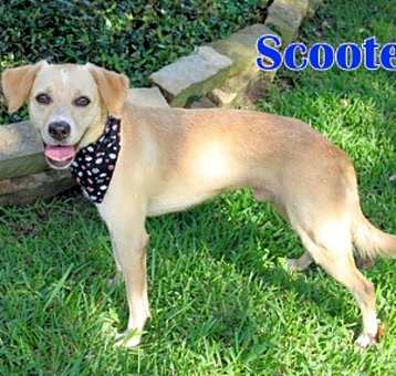 Photo of SCOOTER