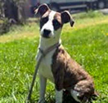 Photo of Otis