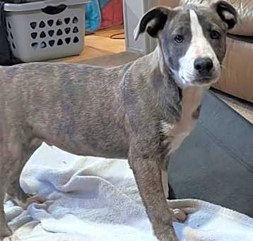 Photo of Scrappy