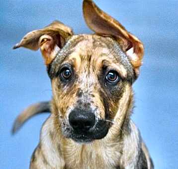 Photo of Iris (puppy) - ECAS