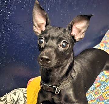 Photo of Lil Bit