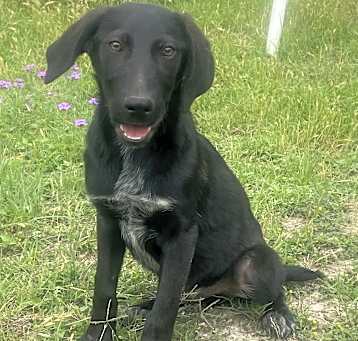 Photo of raven