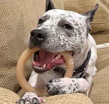 Photo of Apollo