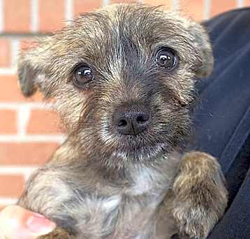 Photo of Cinnamon