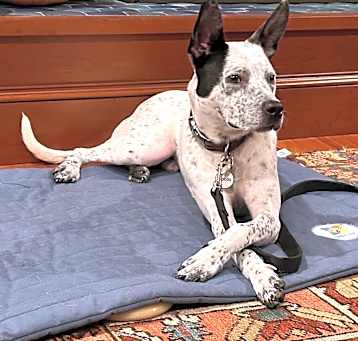 Photo of Apollo