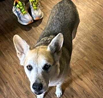 Photo of Sage