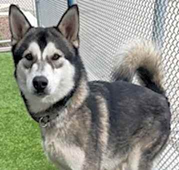 Photo of MEEKO