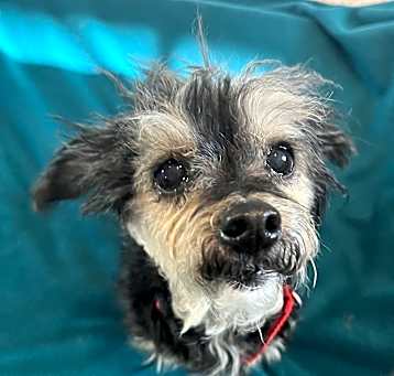 Photo of Gracie