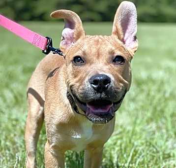 Photo of Piper