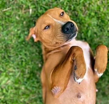 Photo of Ula Ula AIR-Stray-11741