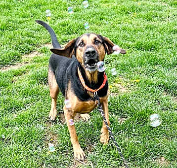 Photo of Roxy
