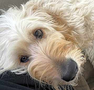Photo of Honey