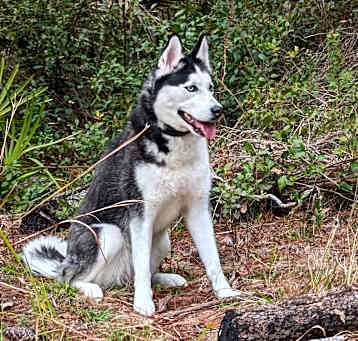 Photo of Akira