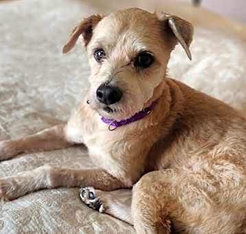 Photo of Gizmo
