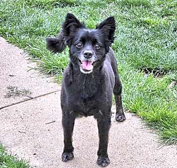 Photo of Pogo