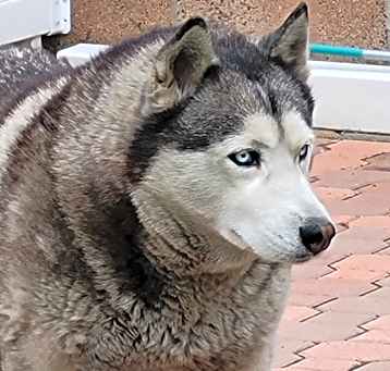 Photo of Koda
