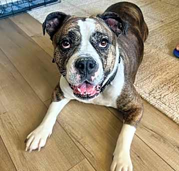 Photo of Dottie