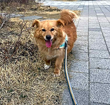 Photo of benji