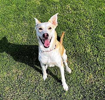 Photo of Nala