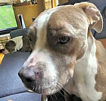Photo of Sage