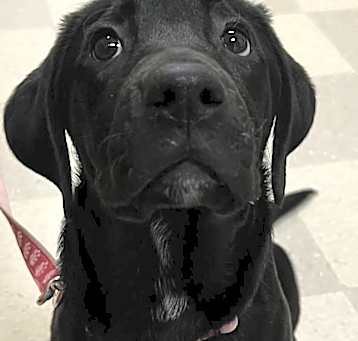 Photo of Missy