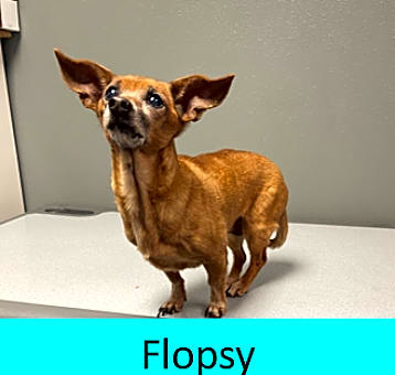 Photo of Flopsy