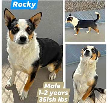 Photo of Rocky