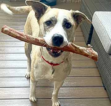 Photo of Bear 