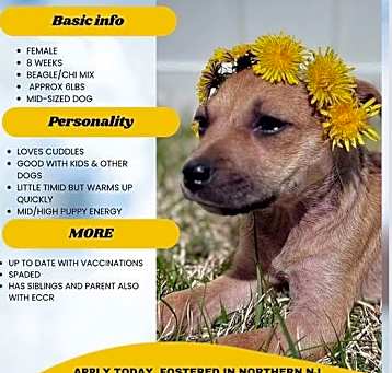 Photo of BLUEBELL