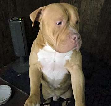 Photo of Simba