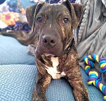 Photo of Rocco