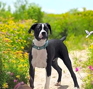 Photo of Max