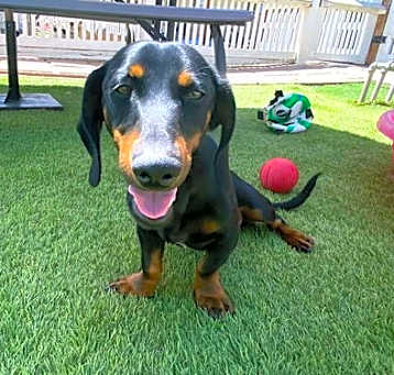 Photo of Enzo