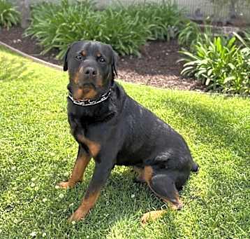 Photo of Deuce