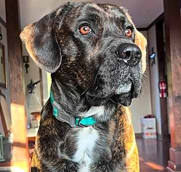 Photo of Tyson