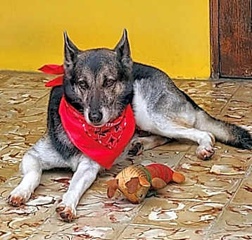 Photo of SAPHIRA