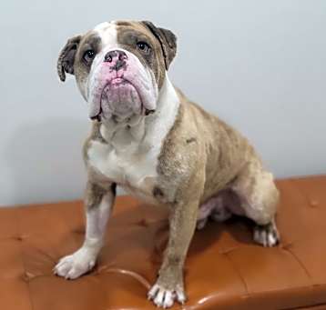 Photo of Hulk